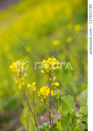 A field of rape blossoms heralding the arrival of spring A field of rape blossoms heralding the arrival of spring 137841740