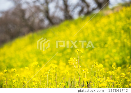 A field of rape blossoms heralding the arrival of spring 137841742