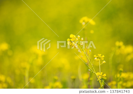 A field of rape blossoms heralding the arrival of spring A field of rape blossoms heralding the arrival of spring 137841743