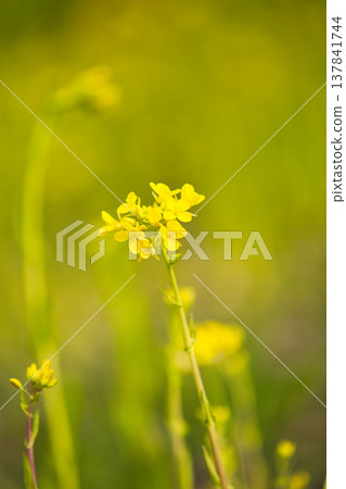 一片油菜花開,預示著春天的到來 一片油菜花開,預示著春天的到來 137841744