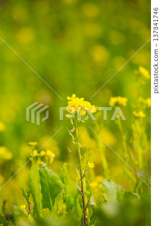 A field of rape blossoms heralding the arrival of spring A field of rape blossoms heralding the arrival of spring 137841746