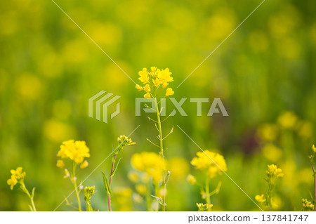 A field of rape blossoms heralding the arrival of spring A field of rape blossoms heralding the arrival of spring 137841747