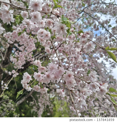 Cherry blossoms at Kinzakura Shrine, double-flowered cherry blossoms. Cherry blossoms at Kinzakura Shrine, double-flowered cherry blossoms. 137841859