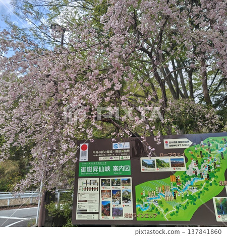 Cherry blossoms at Kinzakura Shrine, double-flowered cherry blossoms. Cherry blossoms at Kinzakura Shrine, double-flowered cherry blossoms. 137841860