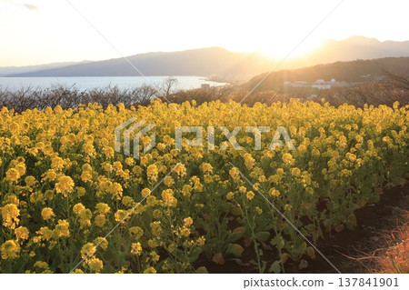 在神奈川縣，東山公園展望台附近的油菜花沐浴在夕陽中。 137841901