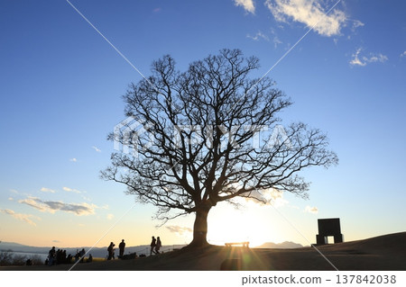 Around sunset in Kanagawa Prefecture, the silhouettes of trees and people can be seen from the observation deck of Azumayama Park. Around sunset in Kanagawa Prefecture, the silhouettes of trees and people can be seen from the observation deck of Azumayama Park. 137842038