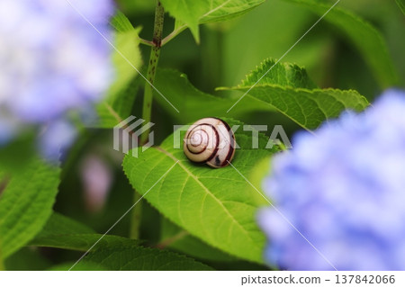 A snail walking on a hydrangea 137842066