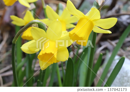 Small yellow daffodil (tetatat) flowers blooming in a garden in early spring Small yellow daffodil (tetatat) flowers blooming in a garden in early spring 137842173