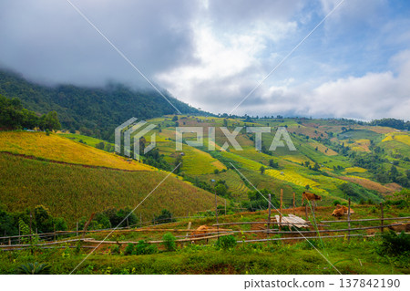 Landscape of Rice terraces on mountain at Ban Pa Pong Piang, Doi Din Thanon, Chiang Mai, Thailand 137842190