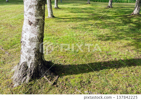 Shadows cast by trees (image) 137842225