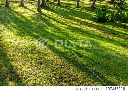 Shadows cast by trees (image) 137842226