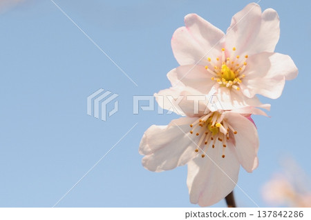 Higan cherry blossoms blooming in the park 137842286