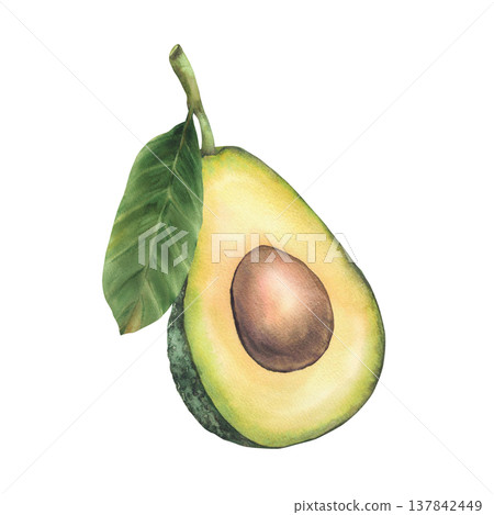 Halves avocado fruit with leaf and seed. One ripe avocado exotic vegetable realistic painted watercolor illustration isolated on white background for food label, vegan menu, eco cosmetic packaging. 137842449