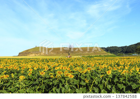 Summer scenery of Horogoru Fortress in Yeoncheon-gun, Gyeonggi-do. Summer scenery of Horogoru Fortress in Yeoncheon-gun, Gyeonggi-do. 137842588