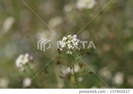 Small white shepherd's purse flowers blooming in a field in early spring 137842637