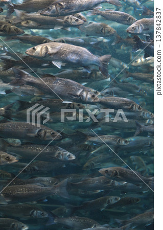 Massive School of Sea Bass Swimming Underwater, Natural Marine Pattern with Copy Space Massive School of Sea Bass Swimming Underwater, Natural Marine Pattern with Copy Space 137842837