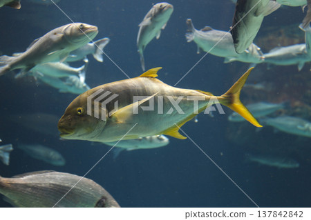 Golden Trevally Swimming in Blue Ocean Water, Marine Life Biodiversity with Copy Space Golden Trevally Swimming in Blue Ocean Water, Marine Life Biodiversity with Copy Space 137842842