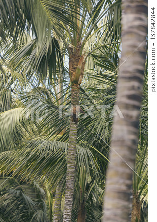 Tall Coconut Palm Tree in Tropical Jungle with Copy Space Tall Coconut Palm Tree in Tropical Jungle with Copy Space 137842844