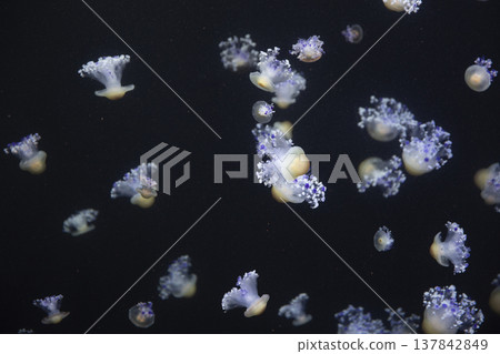 Many Fried Egg Jellyfish Swimming in Deep Water with Copy Space 137842849