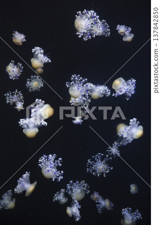 Many Fried Egg Jellyfish Swimming in Deep Water with Copy Space 137842850