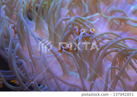Clownfish Hiding in Sea Anemone, Neon Marine Biodiversity 137842851
