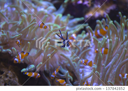 Clownfish and Banggai Cardinalfish in Sea Anemone with Copy Space 137842852