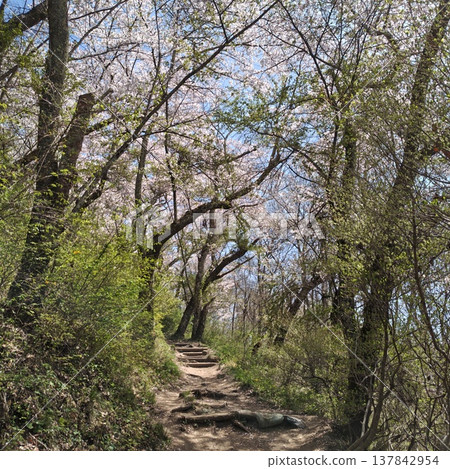 健行,古城山,櫻花 健行,古城山,櫻花 137842954