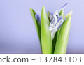 Blue  hyacinth flower 137843103