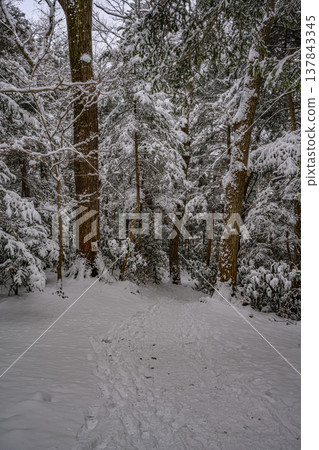 雪(高尾山富士步道) 雪(高尾山富士步道) 137843345