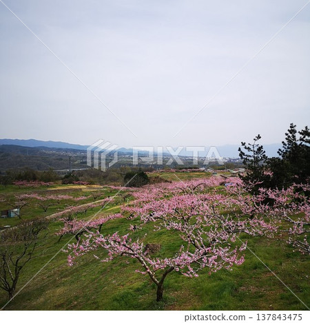 Fruit Trees: Peaches, Shinfu Shangri-La Fruit Trees: Peaches, Shinfu Shangri-La 137843475
