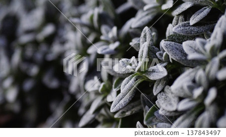 Silvery groundcover. Green grass with white hairs in the sun's rays Silvery groundcover. Green grass with white hairs in the sun's rays 137843497