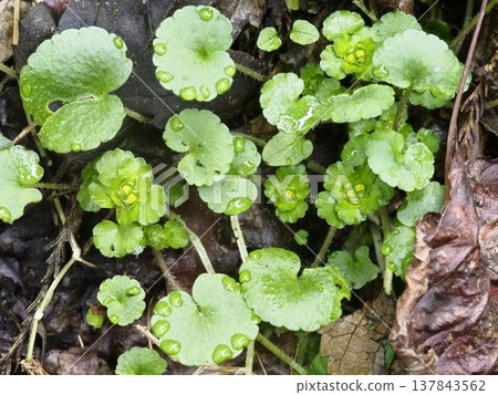 溪邊盛開著野生虎耳草 137843562
