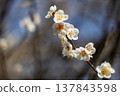 Plum blossoms in full bloom 137843598