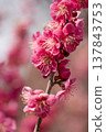 Plum blossoms telling the spring 137843753