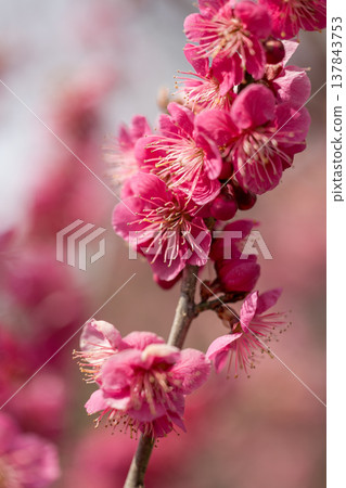 Plum blossoms telling the spring 137843753