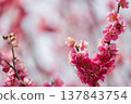 Plum blossoms telling the spring 137843754