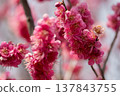 Plum blossoms telling the spring 137843755