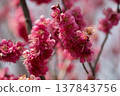 Plum blossoms telling the spring 137843756