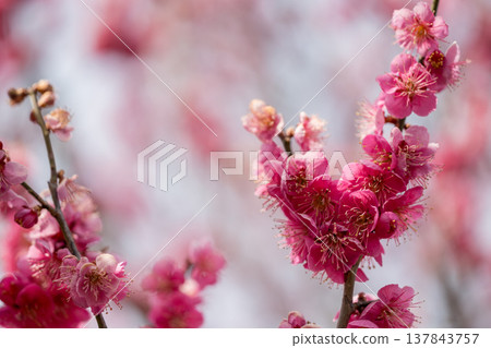 Plum blossoms telling the spring 137843757