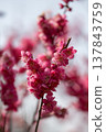 Plum blossoms telling the spring 137843759