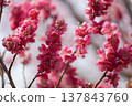 Plum blossoms telling the spring 137843760