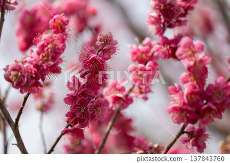Plum blossoms telling the spring 137843760
