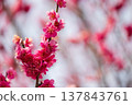 Plum blossoms telling the spring 137843761