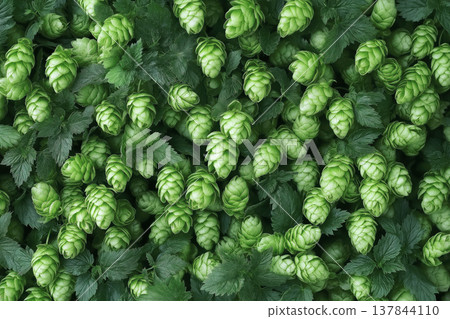 Fresh green hops for beer brewing 137844110