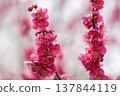 Plum blossoms telling the spring 137844119