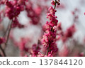 Plum blossoms telling the spring 137844120