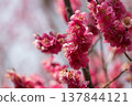Plum blossoms telling the spring 137844121
