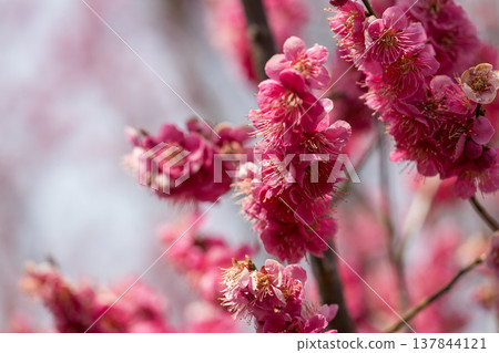 Plum blossoms telling the spring 137844121