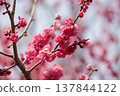 Plum blossoms telling the spring 137844122