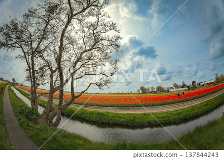Old tree by the canal at red tulip field, spring awakening in Netherlands with copy space Old tree by the canal at red tulip field, spring awakening in Netherlands with copy space 137844243